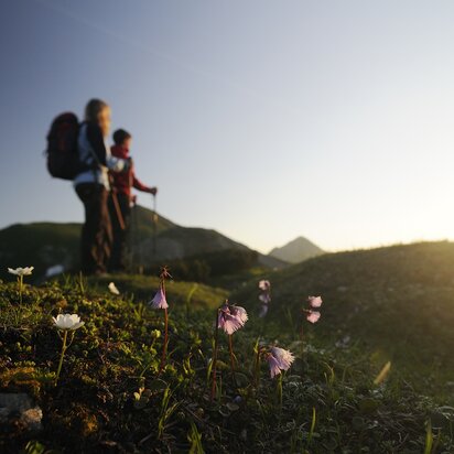 Zwei Wanderer vor Alpenlandschaft mit blühenden Blumen
