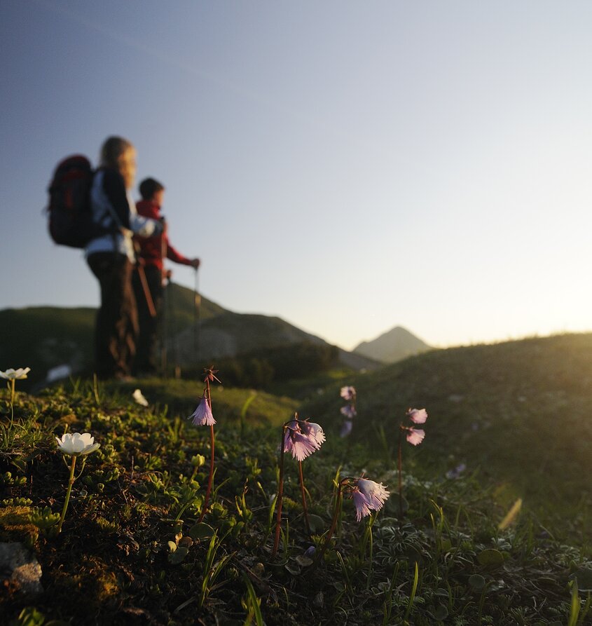 Zwei Wanderer vor Alpenlandschaft mit blühenden Blumen