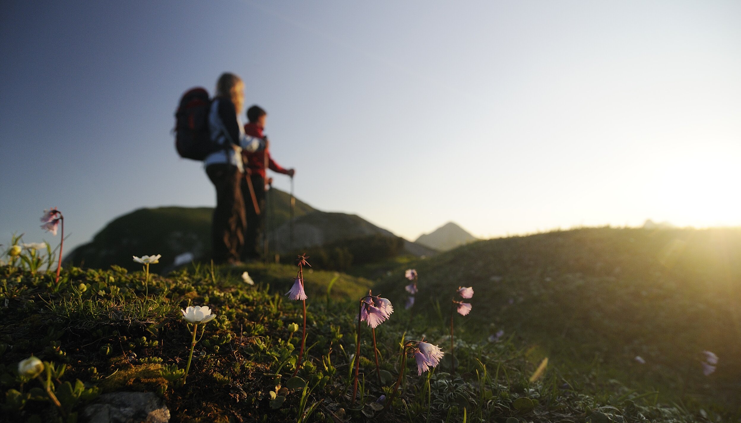 Zwei Wanderer vor Alpenlandschaft mit blühenden Blumen